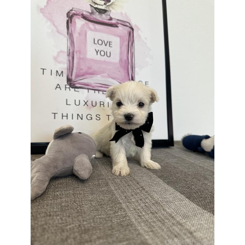 販売中の栃木県のミックス犬-424139の7枚目