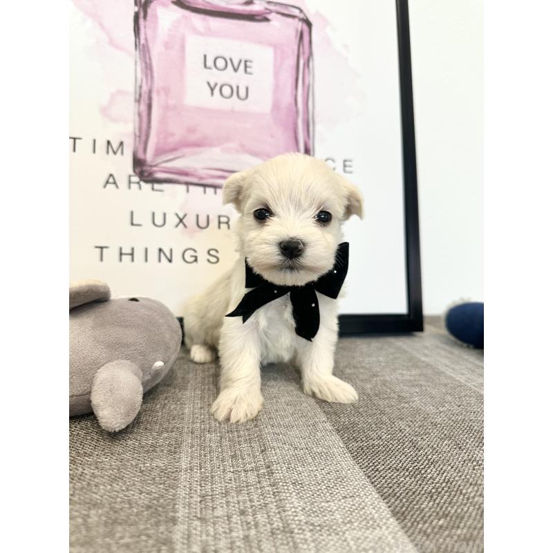 販売中の栃木県のミックス犬-424139の6枚目