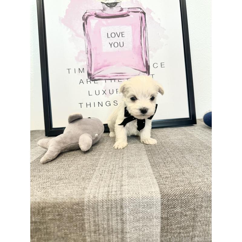 販売中の栃木県のミックス犬-424139の4枚目