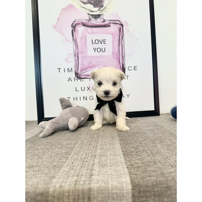 販売中の栃木県のミックス犬-424139の3枚目