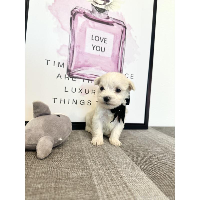 販売中の栃木県のミックス犬-424139の2枚目