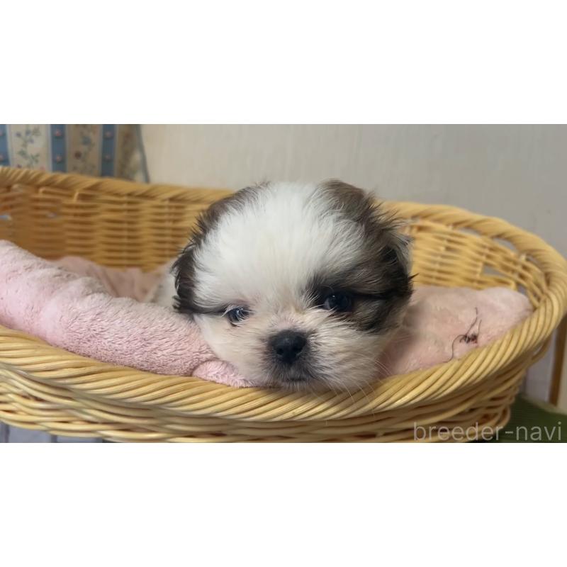 販売中の岡山県のミックス犬-418757の7枚目