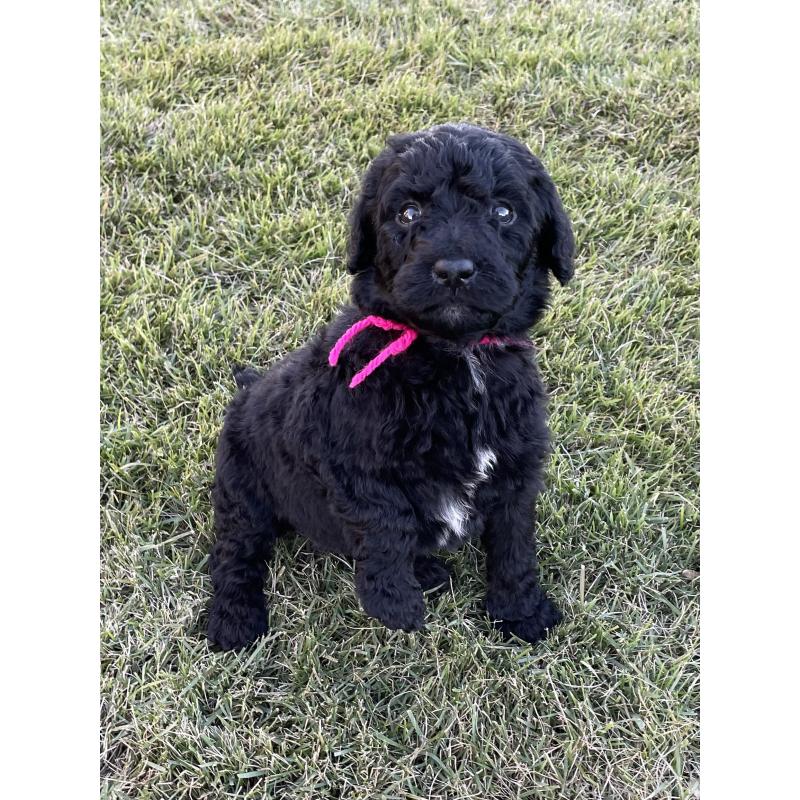 成約済の茨城県のスタンダードプードル-422539の10枚目