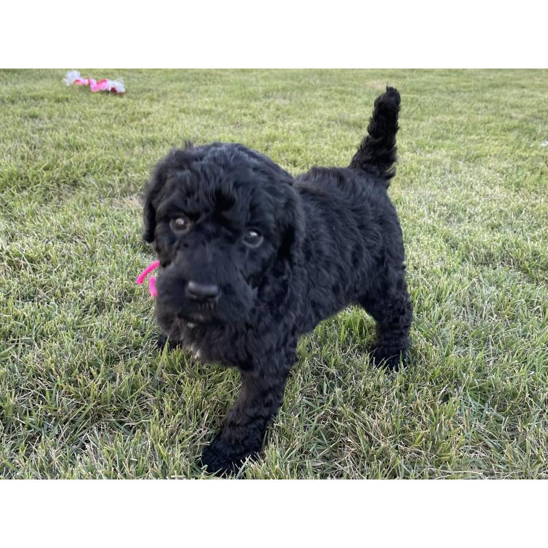 成約済の茨城県のスタンダードプードル-422539の9枚目