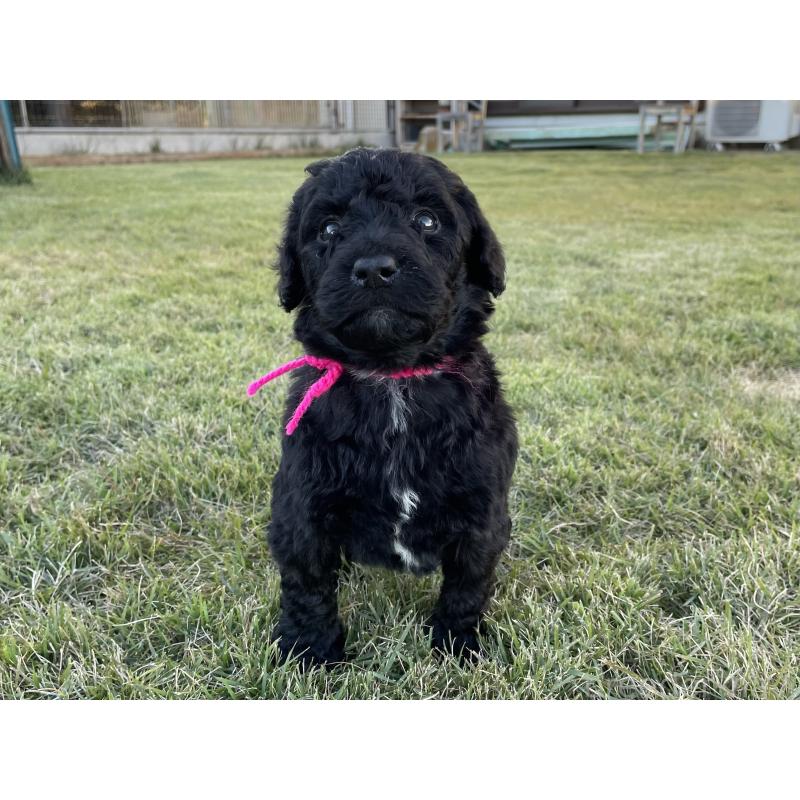 成約済の茨城県のスタンダードプードル-422539の8枚目