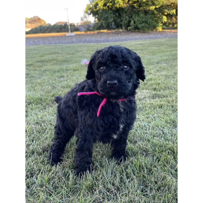 成約済の茨城県のスタンダードプードル-422539の7枚目