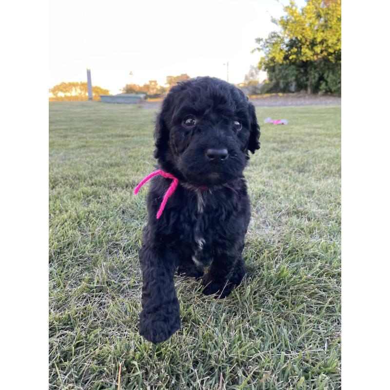 成約済の茨城県のスタンダードプードル-422539の6枚目