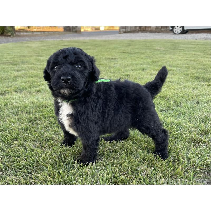 成約済の茨城県のスタンダードプードル-422538の14枚目