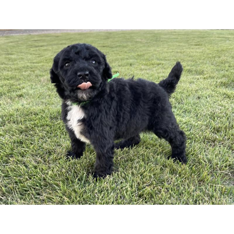 成約済の茨城県のスタンダードプードル-422538の13枚目