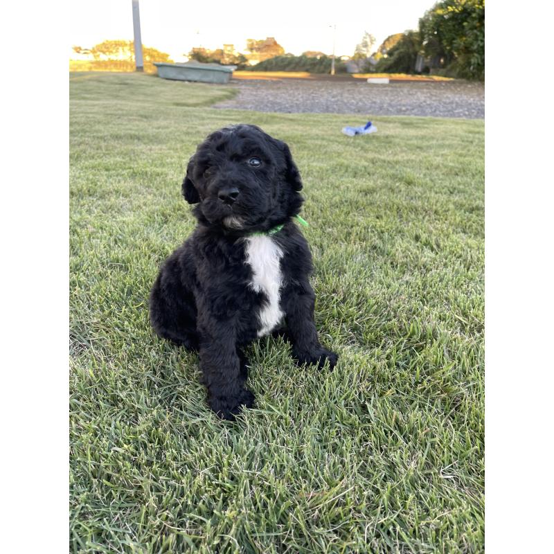 成約済の茨城県のスタンダードプードル-422538の12枚目