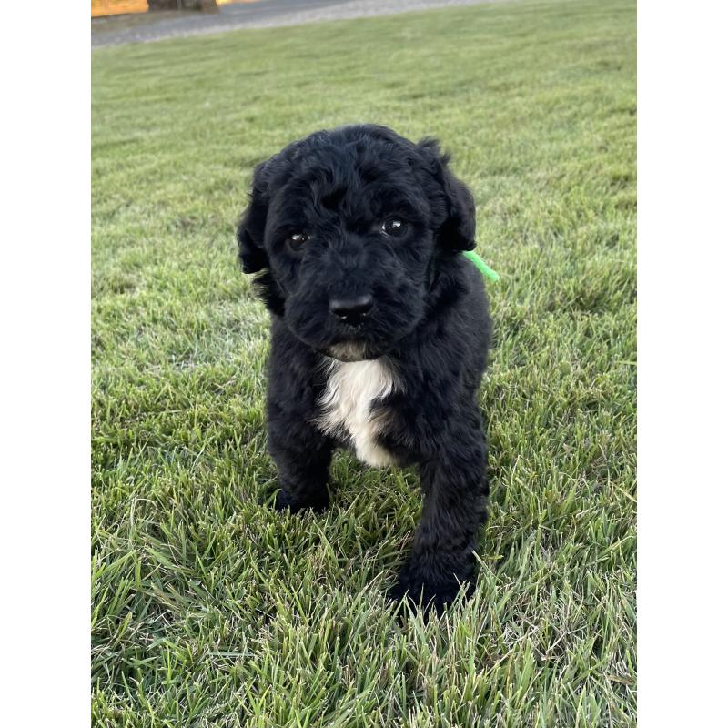 成約済の茨城県のスタンダードプードル-422538の11枚目