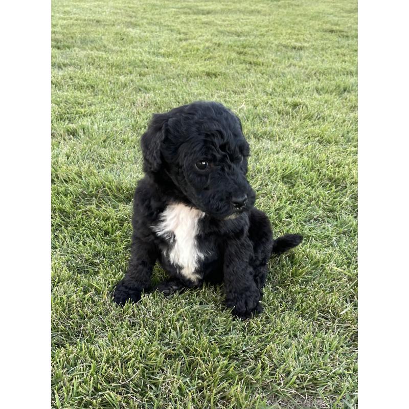 成約済の茨城県のスタンダードプードル-422538の10枚目