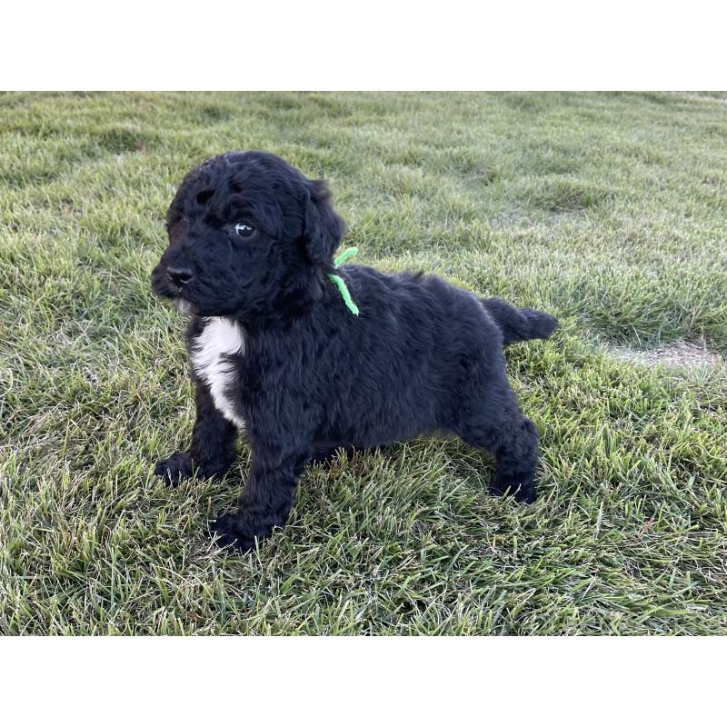 成約済の茨城県のスタンダードプードル-422538の9枚目