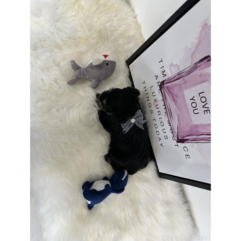 販売中の栃木県のミニチュアシュナウザー-424141の9枚目