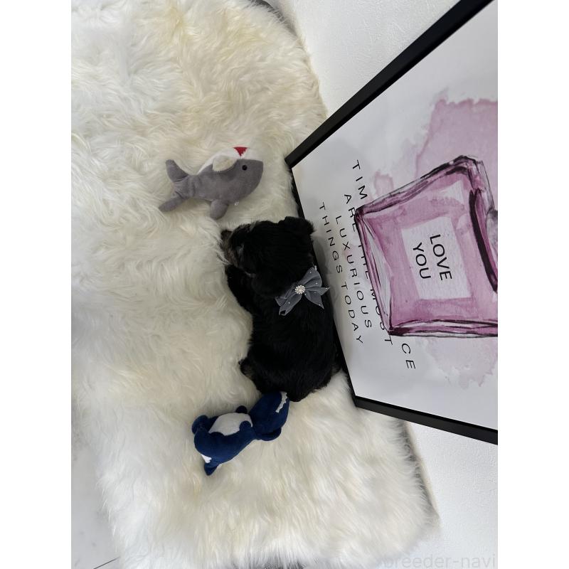 販売中の栃木県のミニチュアシュナウザー-424141の8枚目