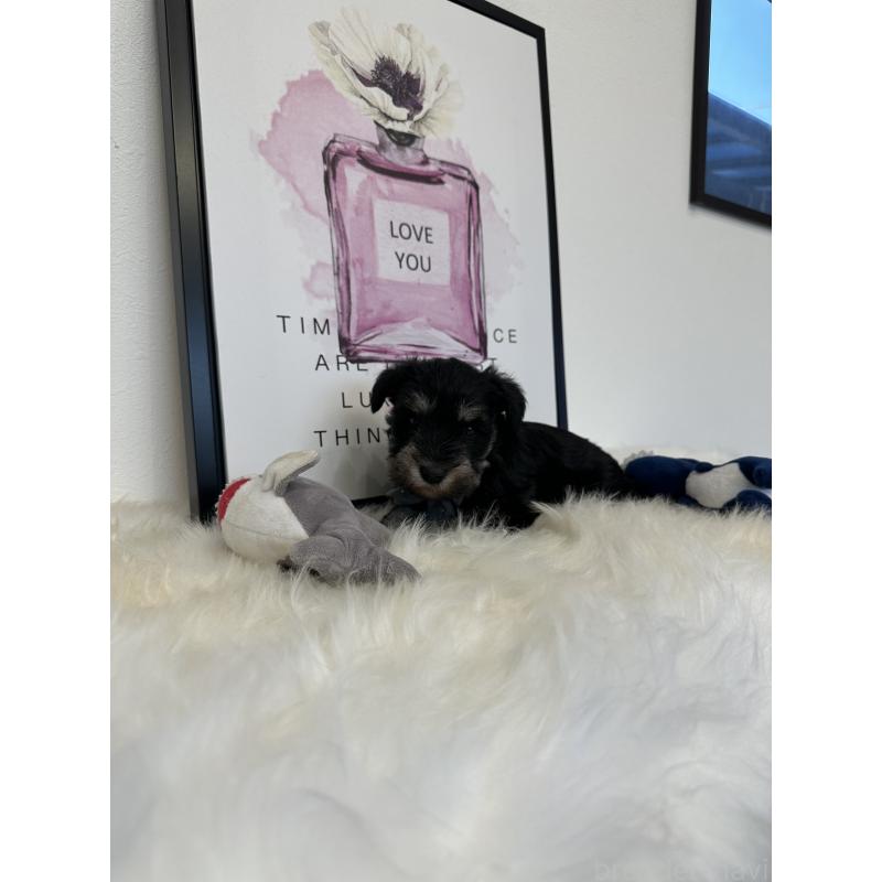 販売中の栃木県のミニチュアシュナウザー-424141の7枚目