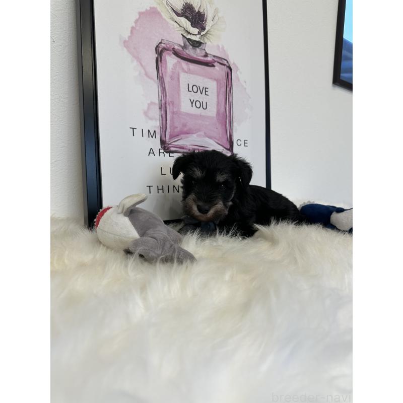 販売中の栃木県のミニチュアシュナウザー-424141の6枚目