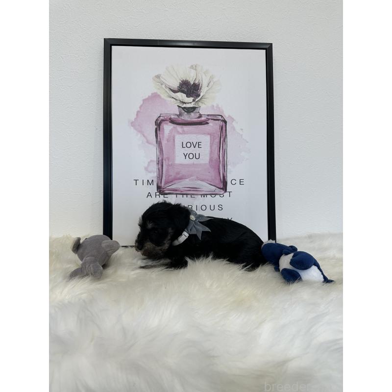 販売中の栃木県のミニチュアシュナウザー-424141の5枚目