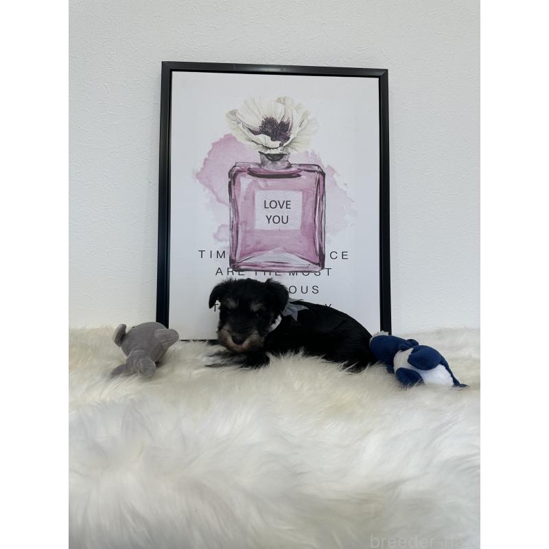 販売中の栃木県のミニチュアシュナウザー-424141の4枚目