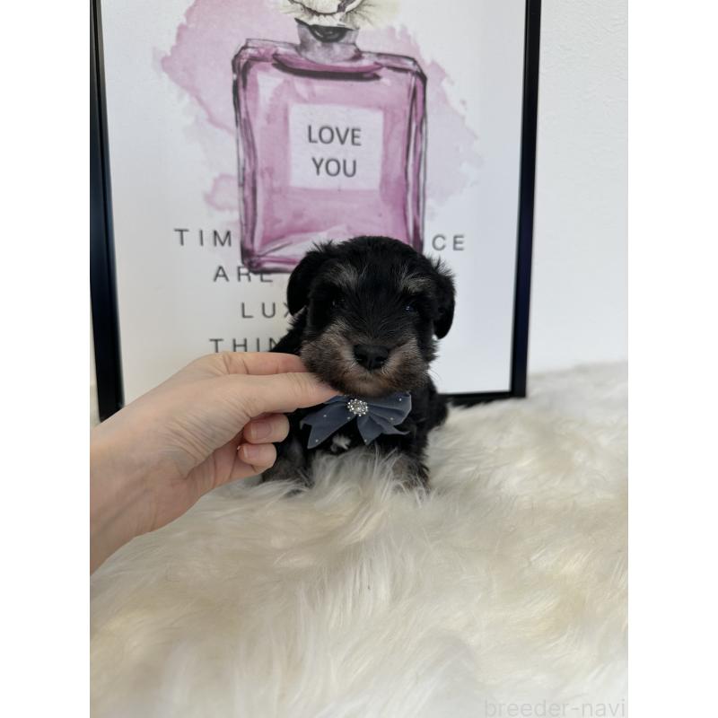 販売中の栃木県のミニチュアシュナウザー-424141の3枚目