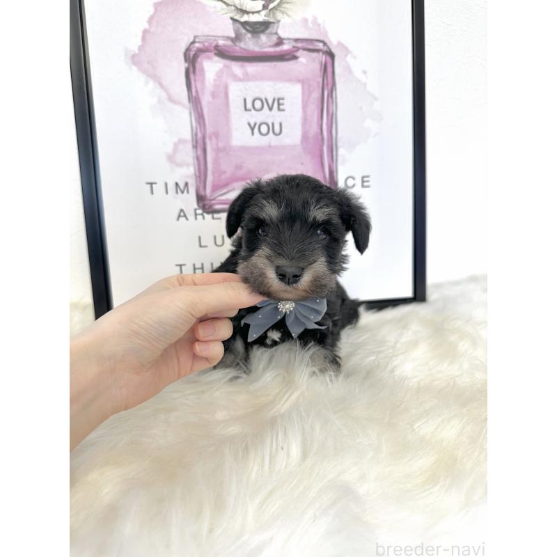 販売中の栃木県のミニチュアシュナウザー-424141の2枚目