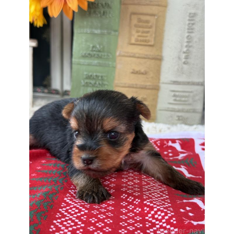 販売中の宮崎県のヨークシャーテリア-423891の2枚目