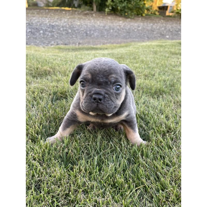 成約済の茨城県のフレンチブルドッグ-421519の7枚目