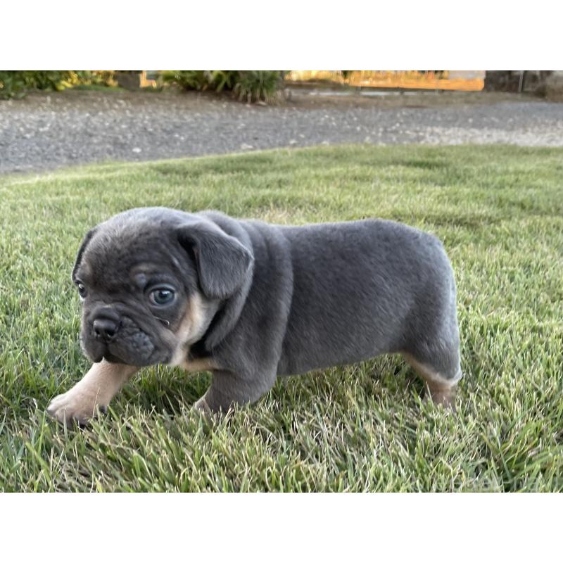 成約済の茨城県のフレンチブルドッグ-421519の6枚目