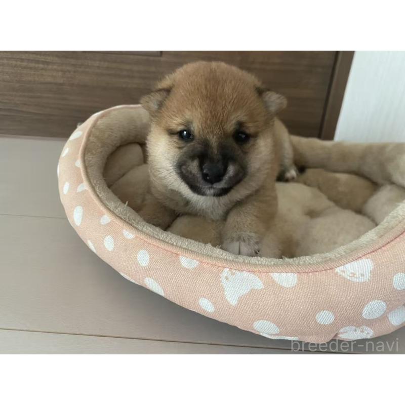 販売中の茨城県の豆柴-424142の7枚目