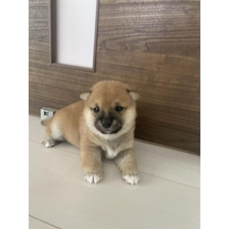 販売中の茨城県の豆柴-424142の6枚目