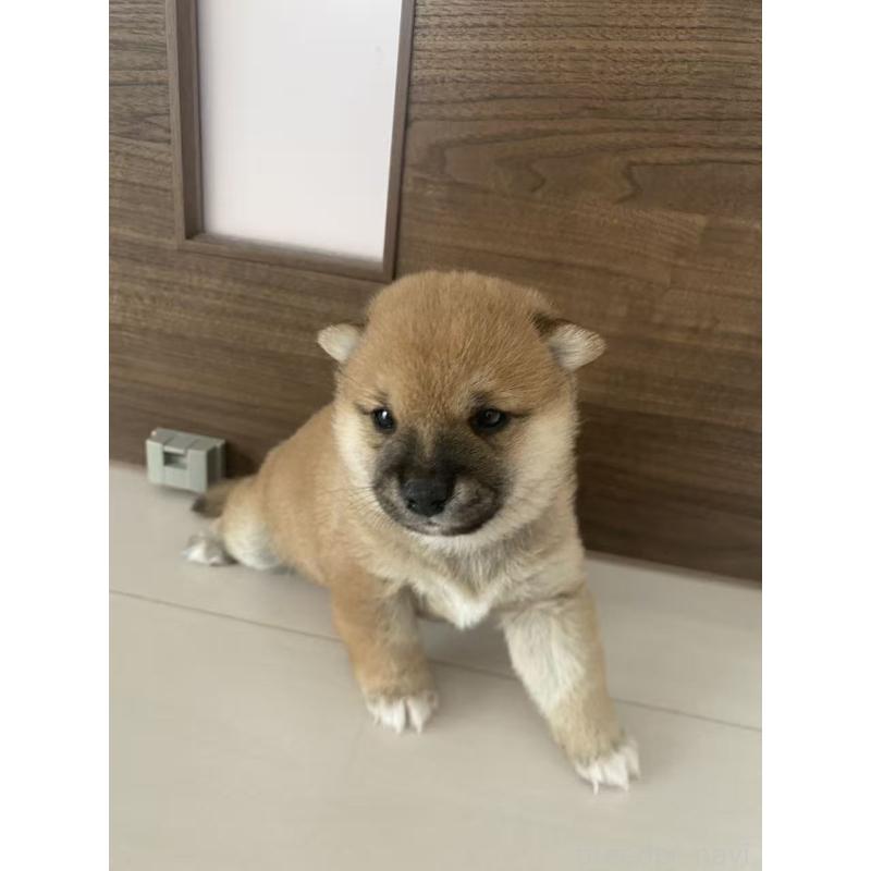 販売中の茨城県の豆柴-424142の5枚目