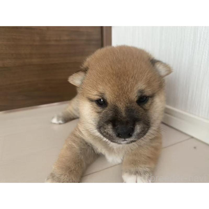 販売中の茨城県の豆柴-424142の4枚目