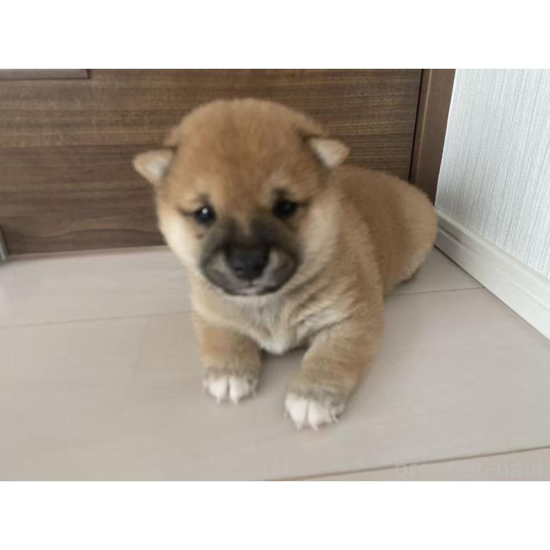 販売中の茨城県の豆柴-424142の3枚目