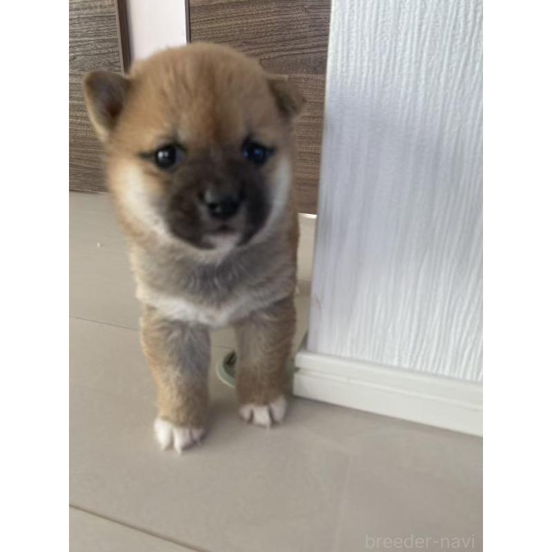 販売中の茨城県の豆柴-424143の7枚目