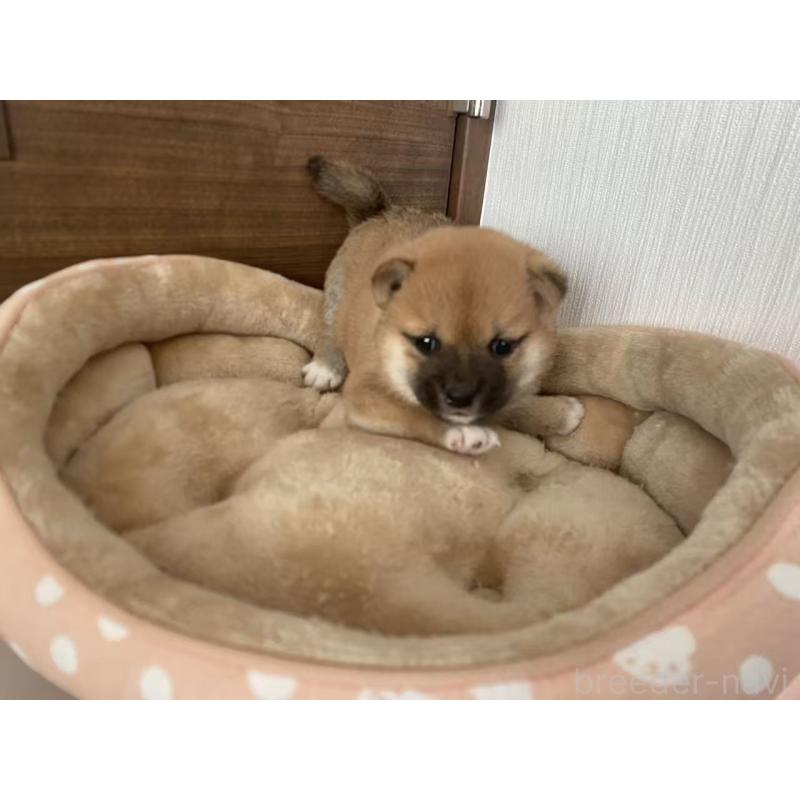 販売中の茨城県の豆柴-424143の6枚目