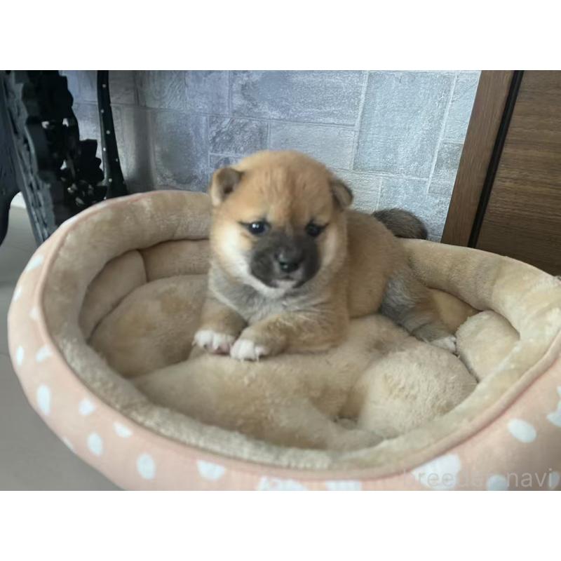 販売中の茨城県の豆柴-424143の5枚目