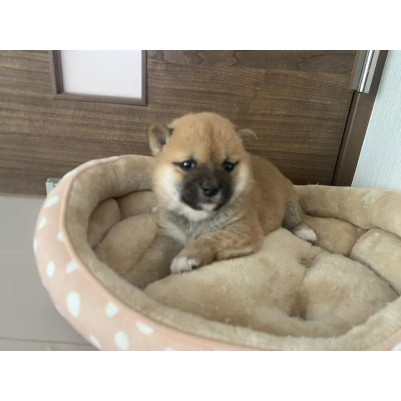 販売中の茨城県の豆柴-424143の4枚目