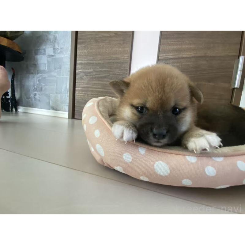 販売中の茨城県の豆柴-424143の3枚目