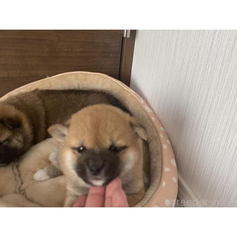 販売中の茨城県の豆柴-424143の2枚目