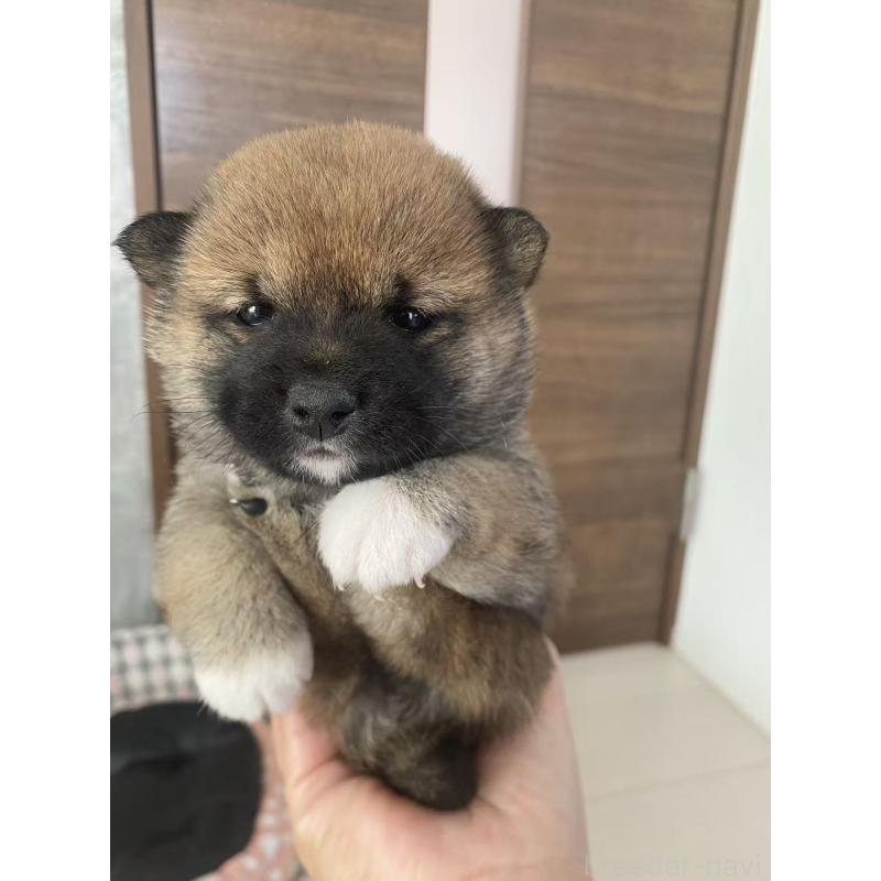 販売中の茨城県の豆柴-424144の6枚目