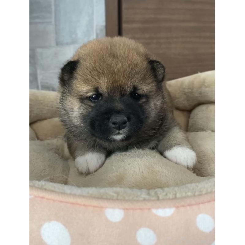 販売中の茨城県の豆柴-424144の5枚目