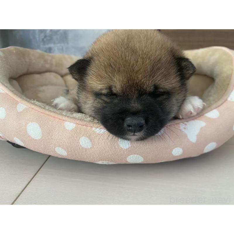 販売中の茨城県の豆柴-424144の4枚目