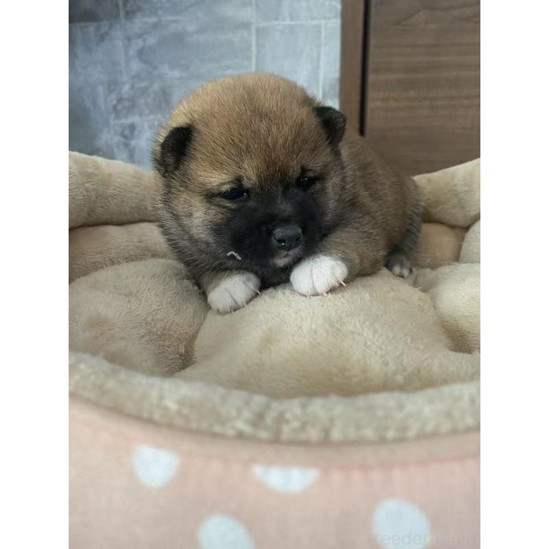 販売中の茨城県の豆柴-424144の3枚目