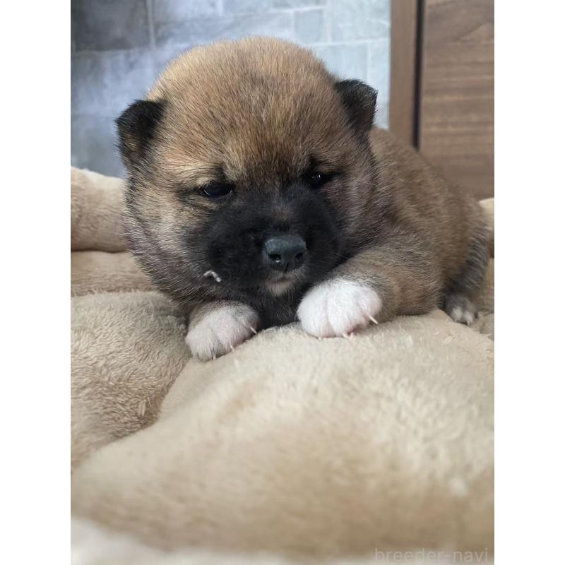 販売中の茨城県の豆柴-424144の2枚目