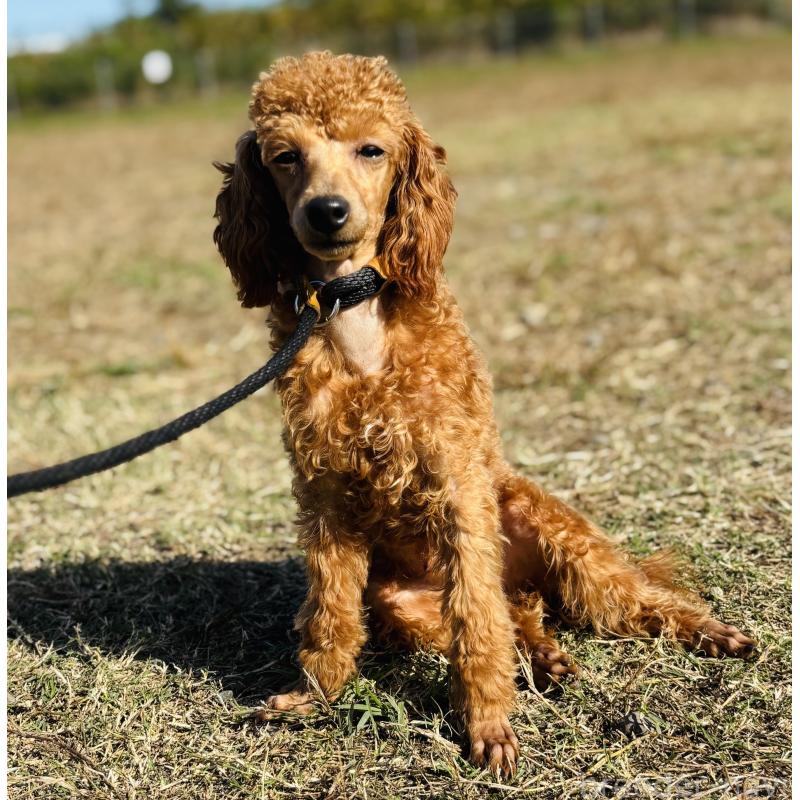 販売中の神奈川県のトイプードル-390477