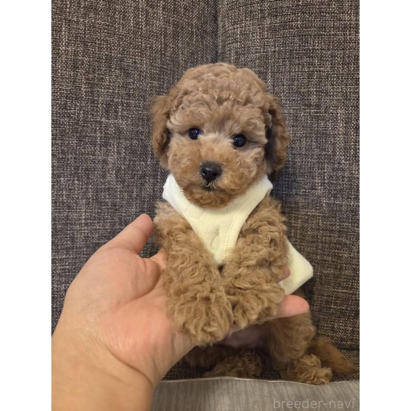 販売中の東京都のトイプードル-410586の2枚目