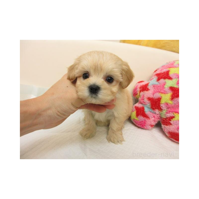 販売中の大阪府のマルプー:マルチーズ×トイプードル-424157の2枚目