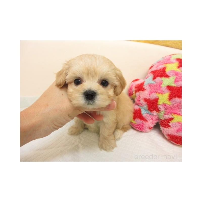 販売中の大阪府のマルプー:マルチーズ×トイプードル-424157