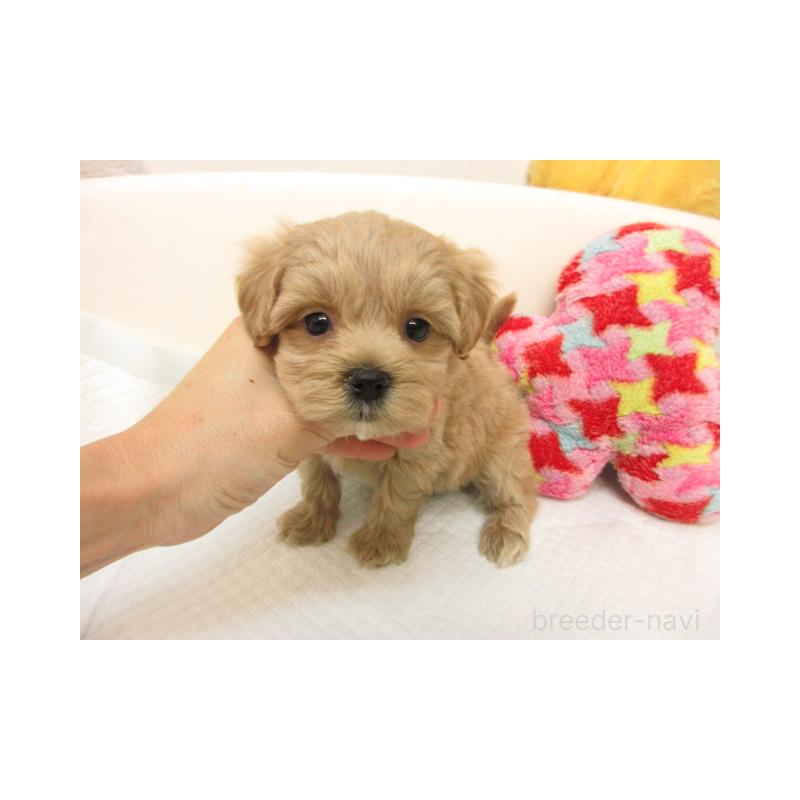 販売中の大阪府のマルプー:マルチーズ×トイプードル-424159の2枚目