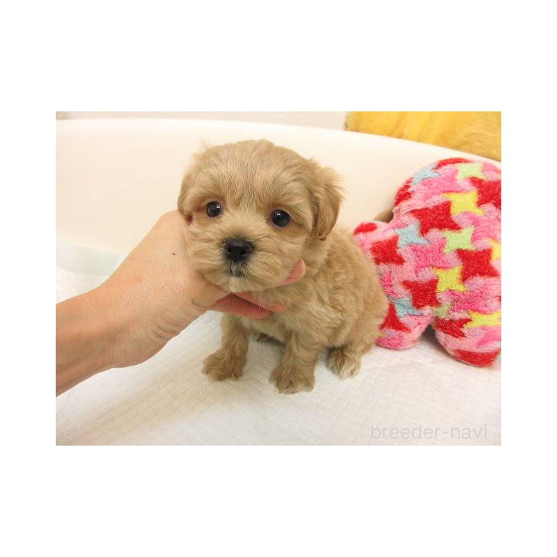 販売中の大阪府のマルプー:マルチーズ×トイプードル-424159